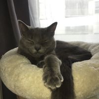 Montrez-moi vos boules de poils ! 😻 - 1