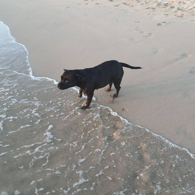 Avez-vous un animal de compagnie en commun ?🐶 14