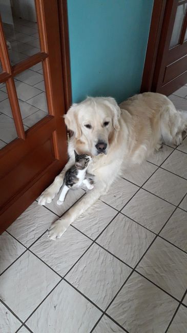 Qui a Des animaux ? - 1