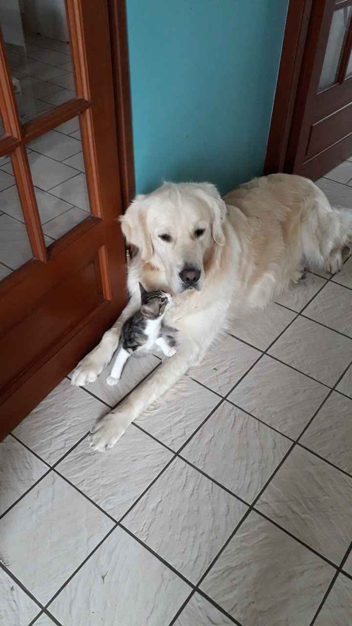 Qui a Des animaux ? - 1