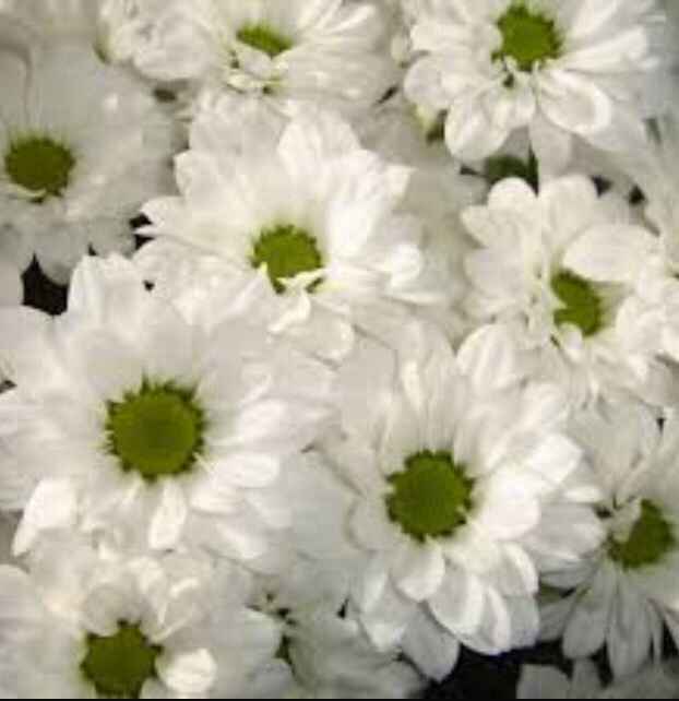 Fleuriste vers nîmes - 1