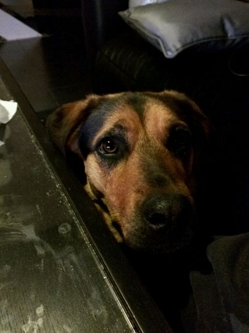 Nos animaux ! - 1