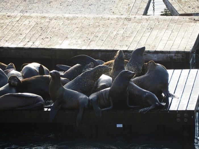 San Francisco - Sea Lions