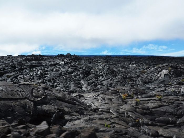 Big Island - Bord de route du Mauna Loa