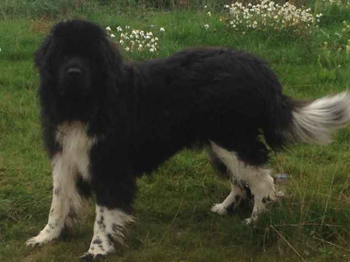 Pour ou contre emmener son chien le jour j - 1