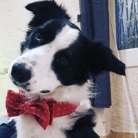 Bonus : Animaux de compagnie VS sans 💥 - 1