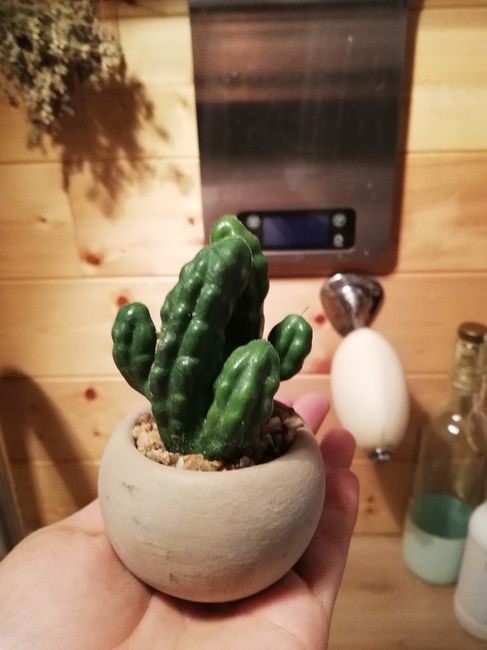 Mini cactus enfin revenues chez Action 🌵 1