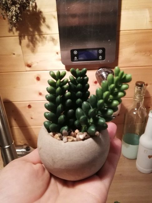 Mini cactus enfin revenues chez Action 🌵 2