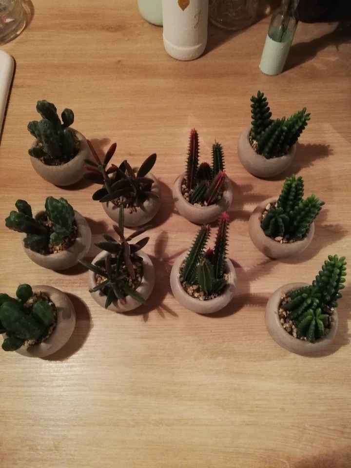 Mini cactus enfin revenues chez Action 🌵 - 3