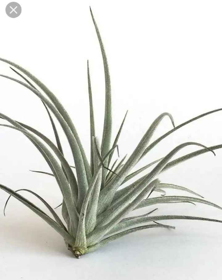 Ma déco de tables - 6