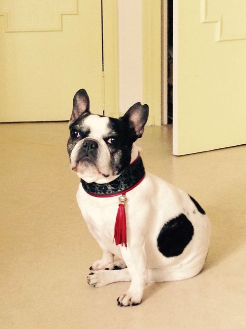 Vos chiens seront-ils présents? - 1