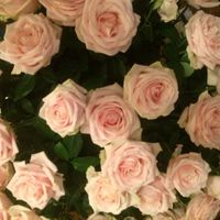 Quelles couleurs avez-vous choisi pour votre mariage ? - 1