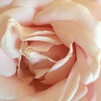 Quelles couleurs avez-vous choisi pour votre mariage ? - 3