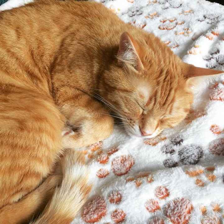 Ton animal de compagnie, présent le jour J ? - 1