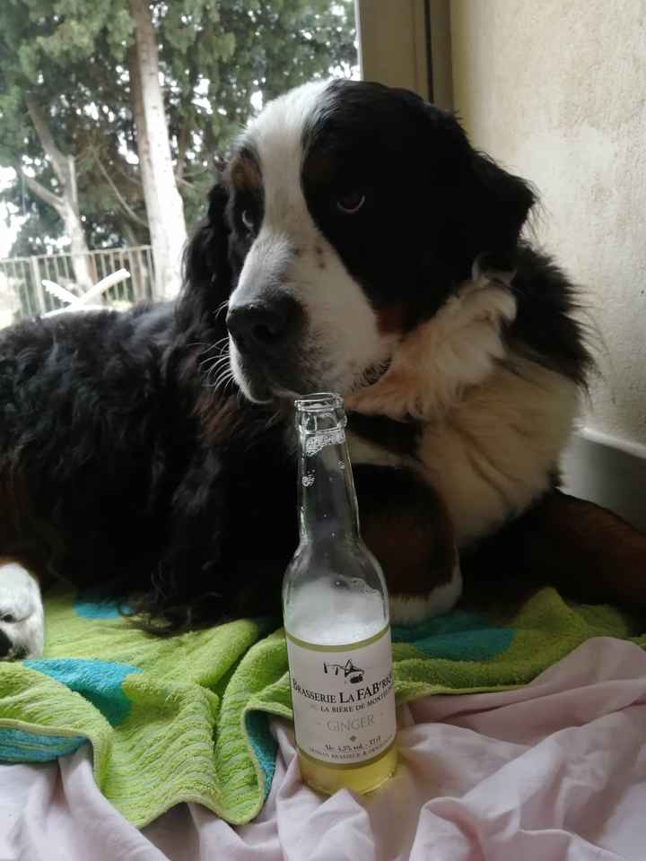 Ton animal de compagnie, présent le jour J ? - 3