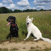 pile poils les bons poils " tenus de mariés"