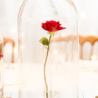 Rose sous cloche