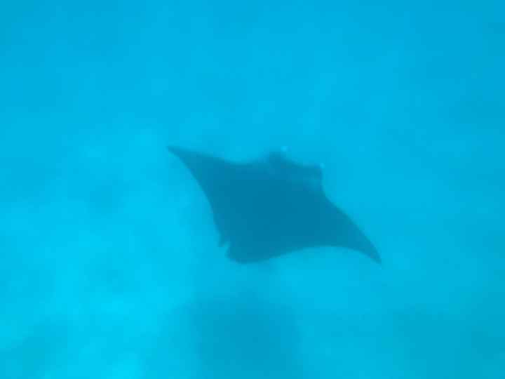 Retour de l’une de miel à Tahiti - 2