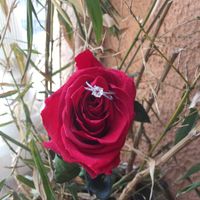 Montrez-moi votre bague de fiançailles #1 - 1