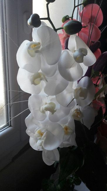 Fleurs - 1