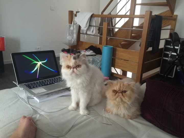 Un animal de compagnie à la maison juste après le mariage ? - 1