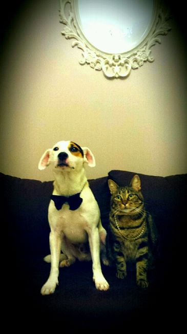 Nos animaux ! - 1