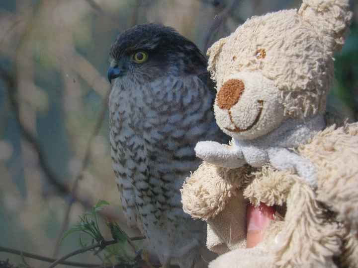 Doudou et l'oiseau avant