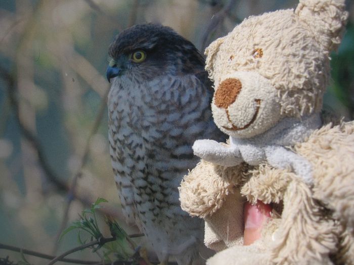 Doudou et l'oiseau avant