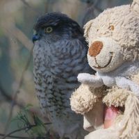 Doudou et l'oiseau avant