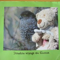 Doudou et l'oiseau après