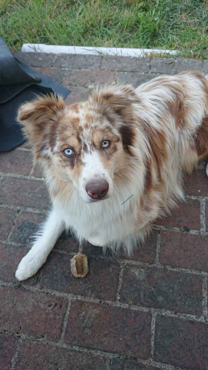 Qui a Des animaux ? - 1