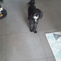 Nos amis les animaux - 1