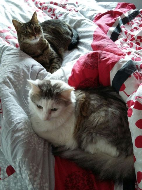  Mon petit bébé chat 😋 - 1