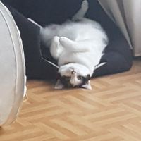 Montrez-moi vos boules de poils ! 😻 - 1