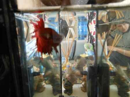 Dracula le combattant