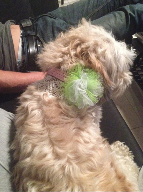 Le collier pour le mariage de ... Notre chienne