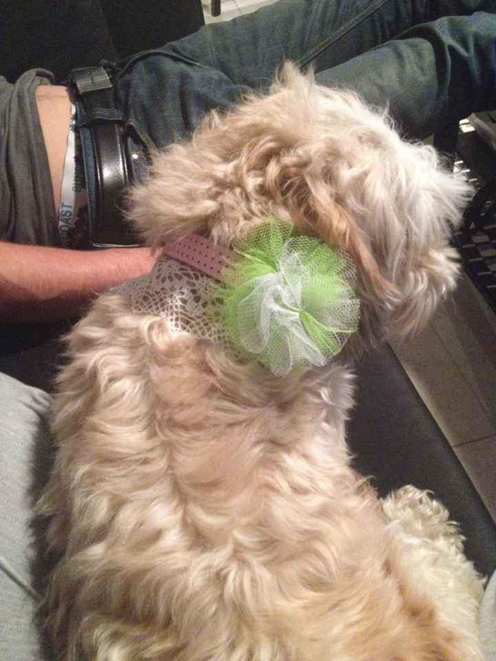 Le collier pour le mariage de ... Notre chienne
