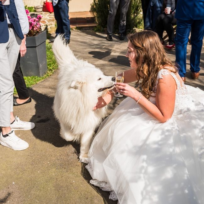 Ton animal de compagnie, présent le jour J ? 7