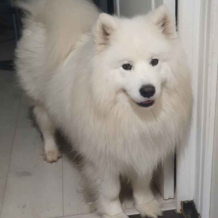 Des photos avec vos chiens ? 🐶 - 1