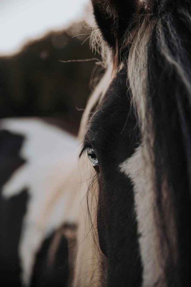 Cueillir l’instant, dévoiler l’émotion, sublimer la simplicité. - 3