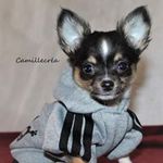 Camille