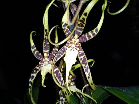 orchidées 