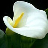 Thérèse