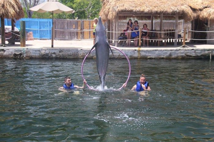 Avec les dauphins