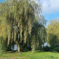 Nous nous marions le 19 Août 2023 - Ille et Vilaine - 1