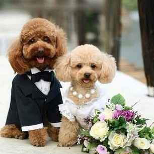 mariés chiens