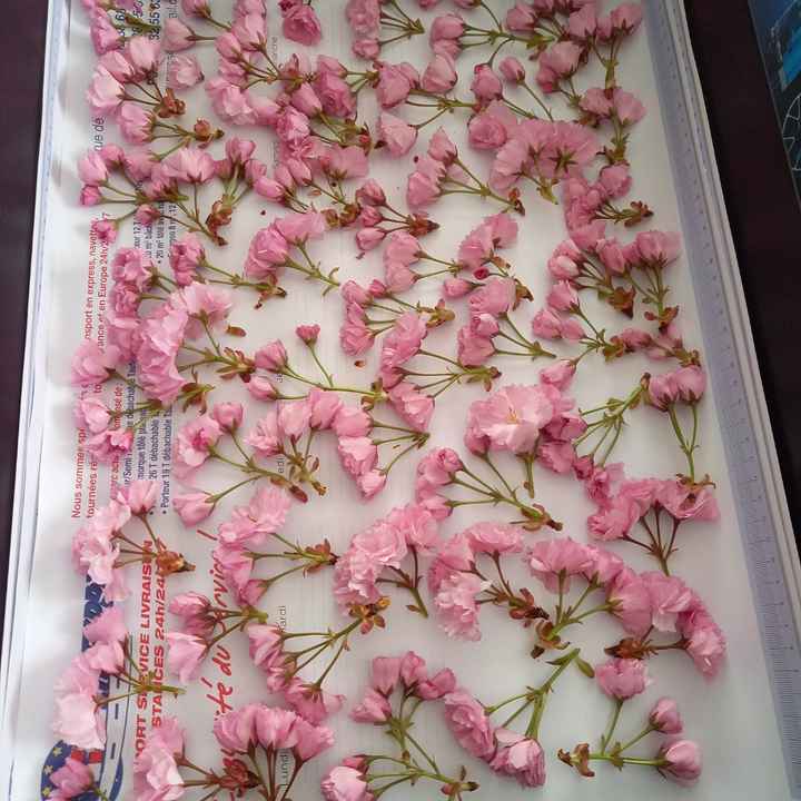 Petales de fleurs - 2