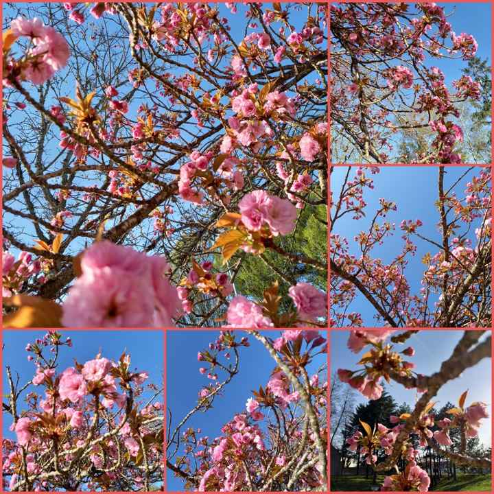 a la recherche de branche de cerisier - 3