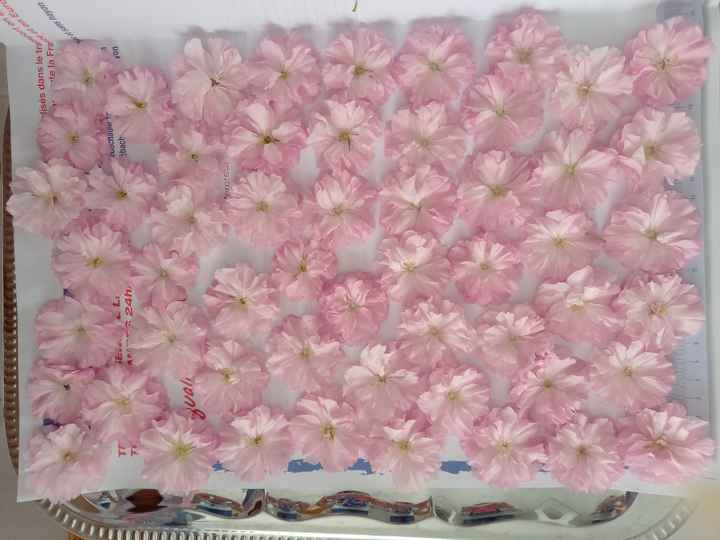 a la recherche de branche de cerisier - 5