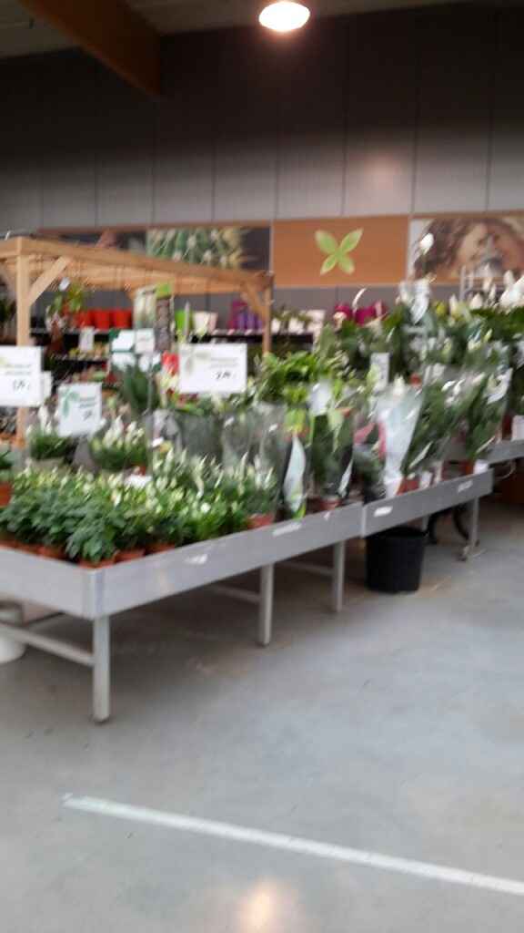 Famiflora belgique - 2